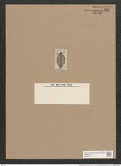 Navicula hospes A.Schm. (de-Toni-Nr.: Genus 1, Species 321) Zeichnungen Sammlung Grunow Nr. 727 (NHMW-BOT-W0367111)